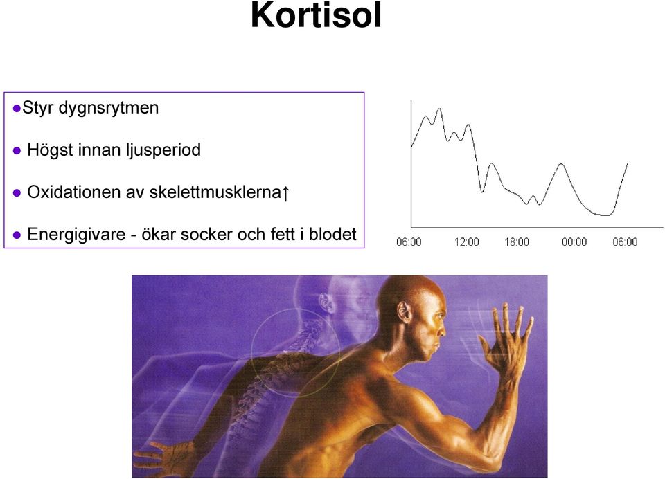 skelettmusklerna Energigivare -