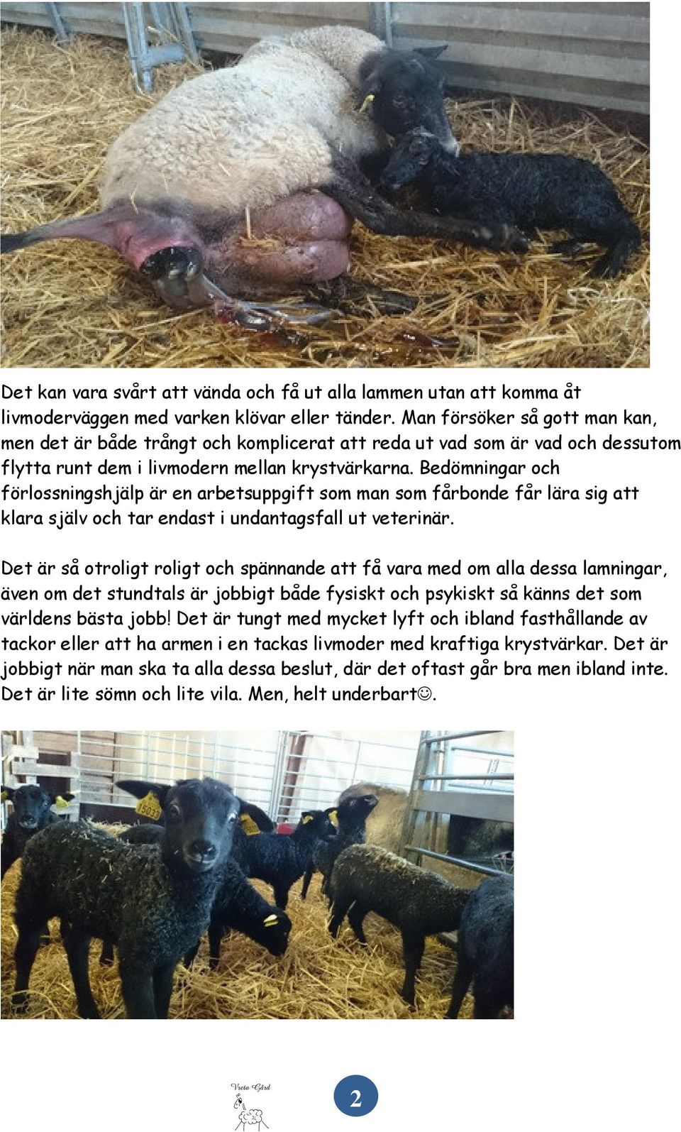 Bedömningar och förlossningshjälp är en arbetsuppgift som man som fårbonde får lära sig att klara själv och tar endast i undantagsfall ut veterinär.