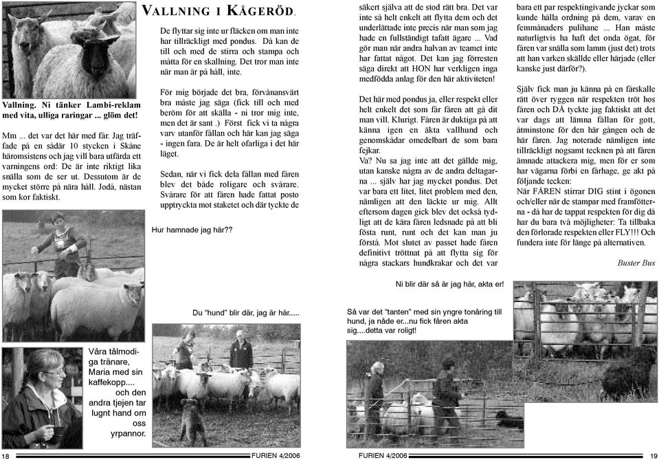 Jodå, nästan som kor faktiskt. VALLNING I KÅGERÖD. De flyttar sig inte ur fläcken om man inte har tillräckligt med pondus. Då kan de till och med de stirra och stampa och måtta för en skallning.