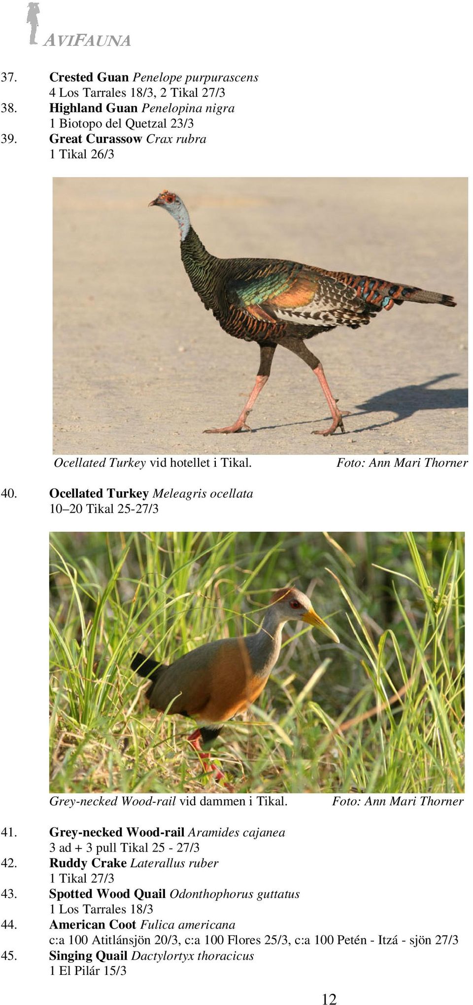 Ocellated Turkey Meleagris ocellata 10 20 Tikal 25-27/3 Grey-necked Wood-rail vid dammen i Tikal. Foto: Ann Mari Thorner 41.