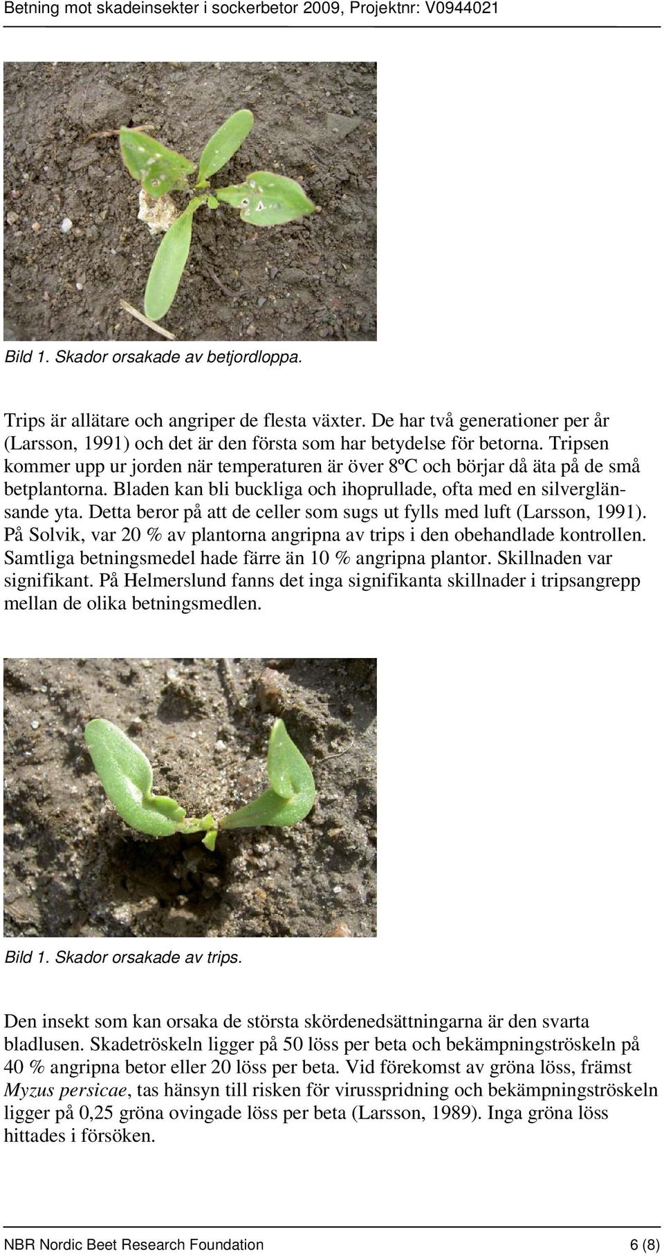 Detta beror på att de celler som sugs ut fylls med luft (Larsson, 1991). På Solvik, var 20 % av plantorna angripna av trips i den obehandlade kontrollen.