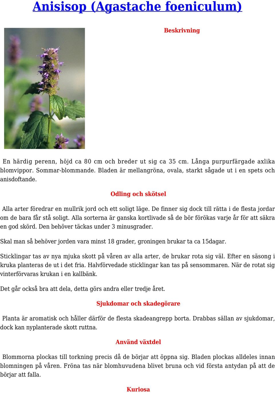 Anisisop (Agastache foeniculum) - PDF Gratis nedladdning