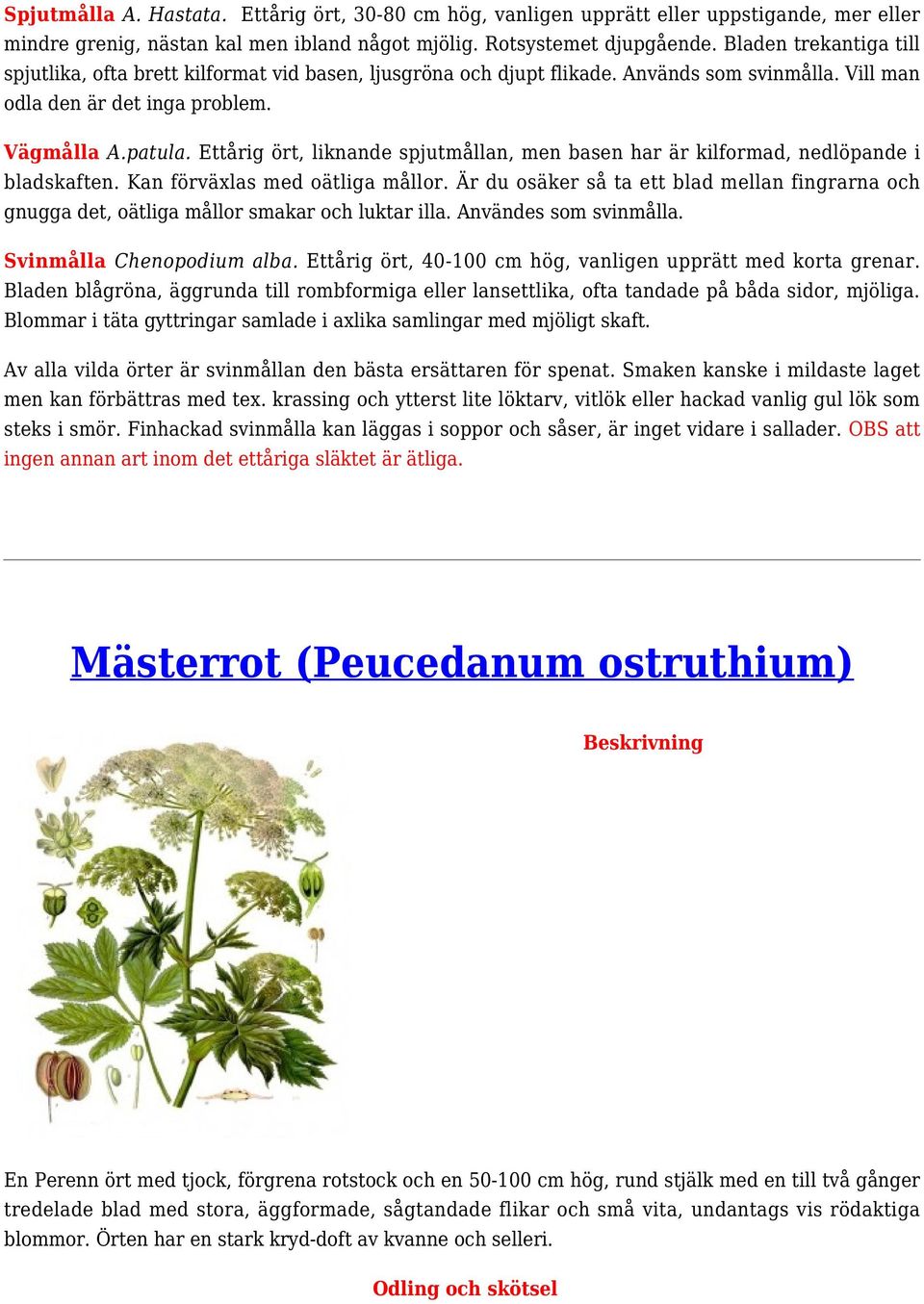 Ettårig ört, liknande spjutmållan, men basen har är kilformad, nedlöpande i bladskaften. Kan förväxlas med oätliga mållor.