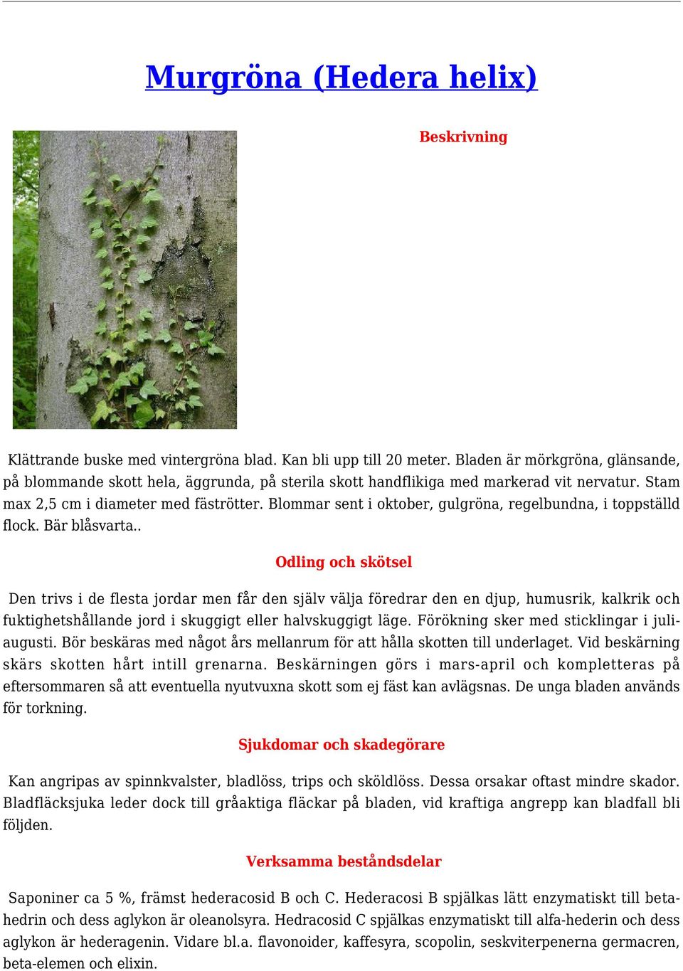 Blommar sent i oktober, gulgröna, regelbundna, i toppställd flock. Bär blåsvarta.