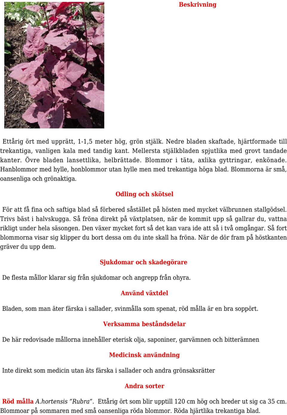 Hanblommor med hylle, honblommor utan hylle men med trekantiga höga blad. Blommorna är små, oansenliga och grönaktiga.
