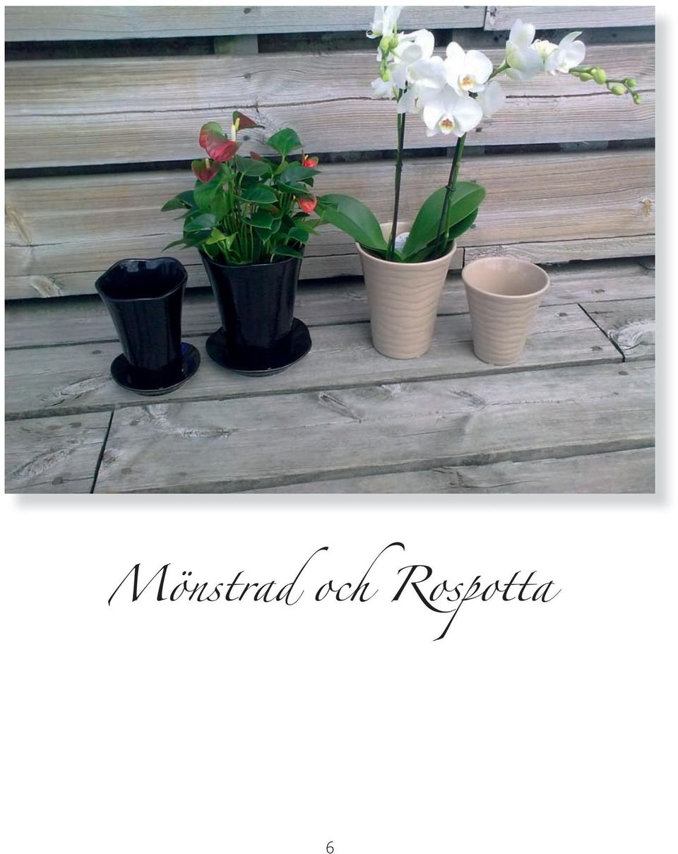 Rospotta