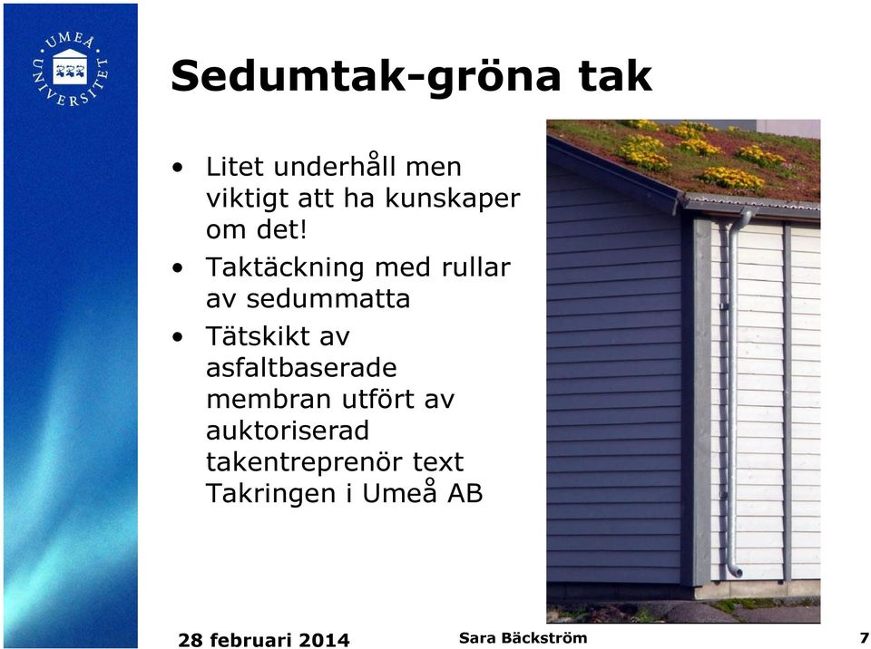 Taktäckning med rullar av sedummatta Tätskikt av