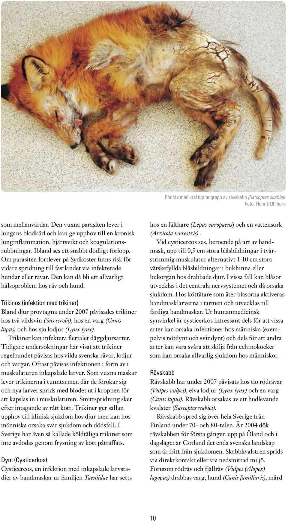 Om parasiten fortlever på Sydkoster finns risk för vidare spridning till fastlandet via infekterade hundar eller rävar. Den kan då bli ett allvarligt hälsoproblem hos räv och hund.