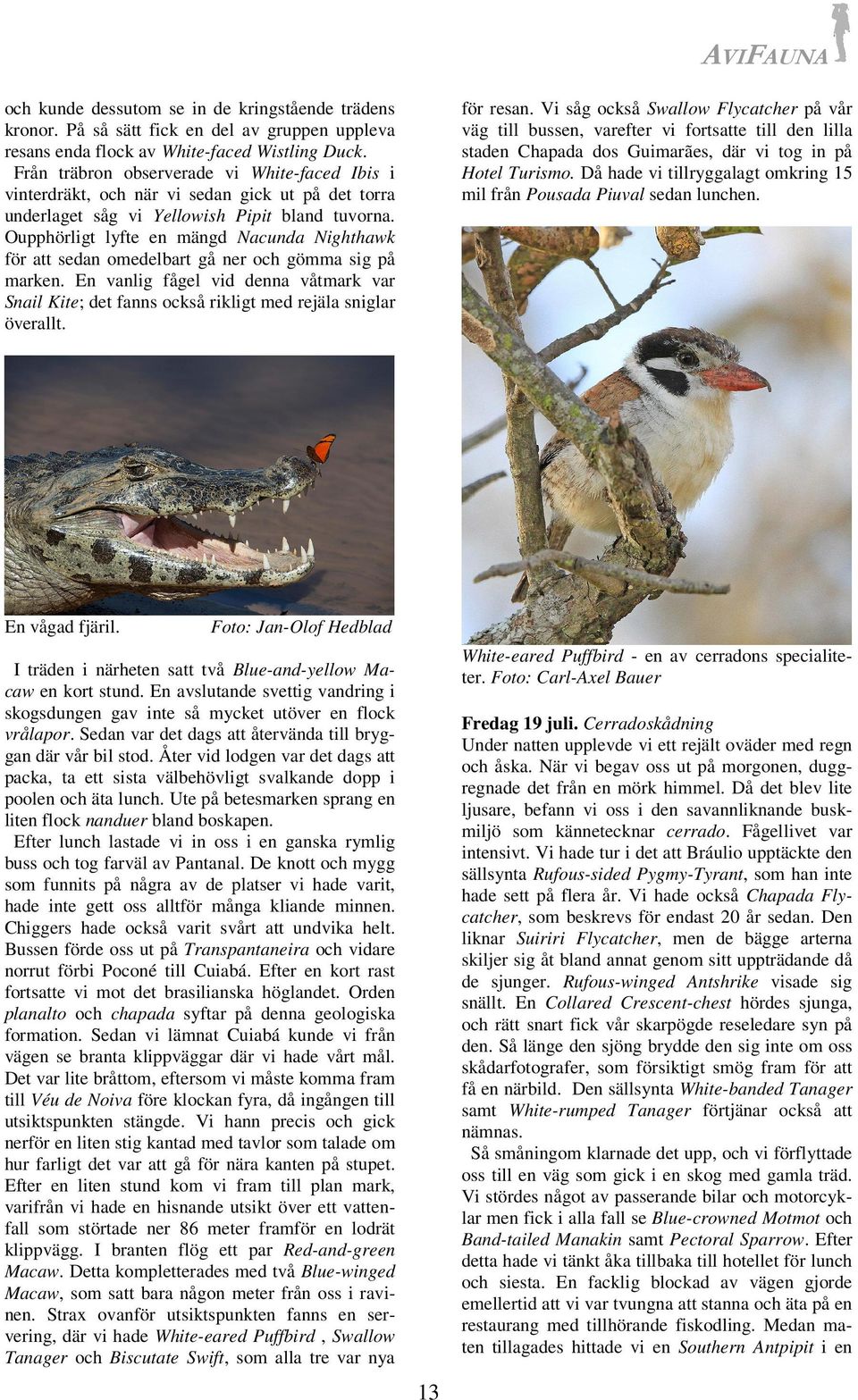 Oupphörligt lyfte en mängd Nacunda Nighthawk för att sedan omedelbart gå ner och gömma sig på marken.