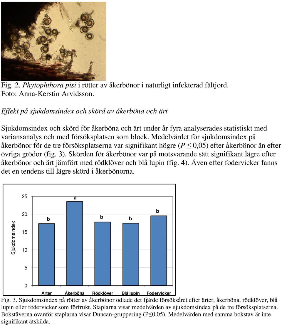 Medelvärdet för sjukdomsindex på åkerbönor för de tre försöksplatserna var signifikant högre (P 0,05) efter åkerbönor än efter övriga grödor (fig. 3).