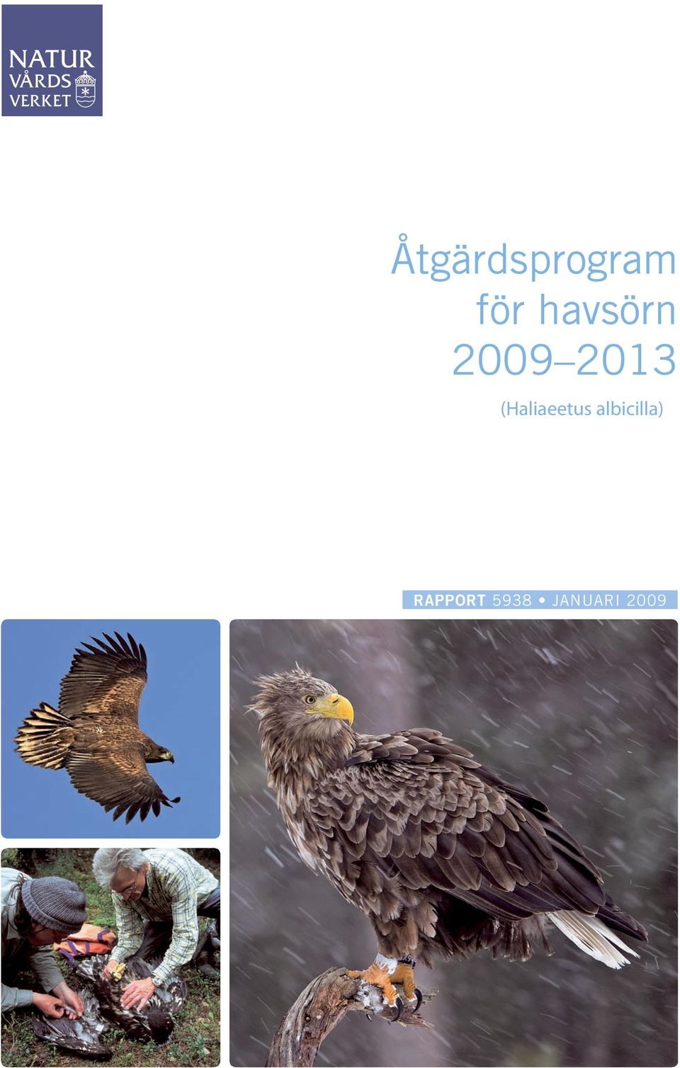 (Haliaeetus