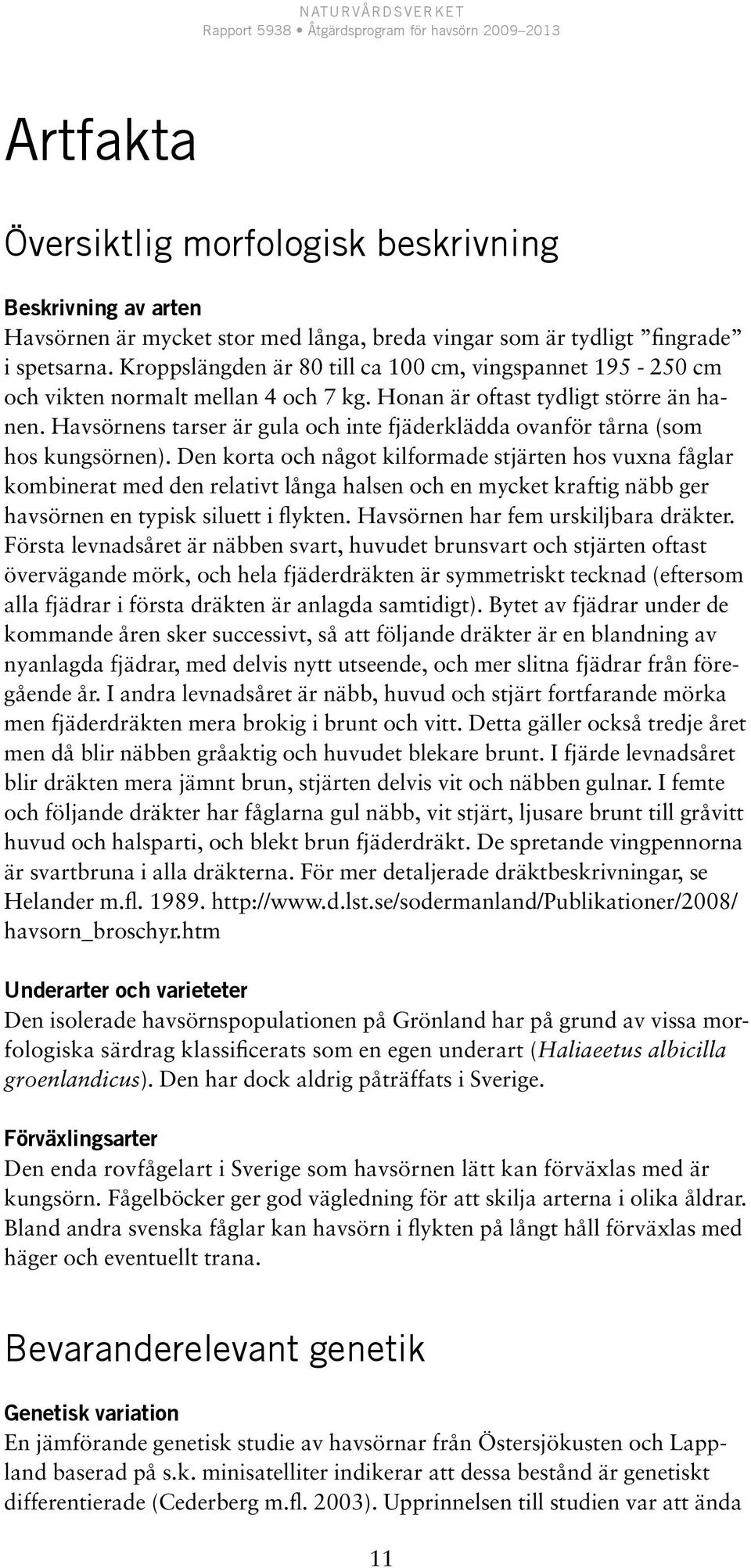 Havsörnens tarser är gula och inte fjäderklädda ovanför tårna (som hos kungsörnen).