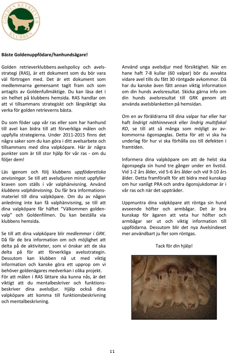 RAS handlar om att vi tillsammans strategiskt och långsiktigt ska verka för golden retrieverns bästa.