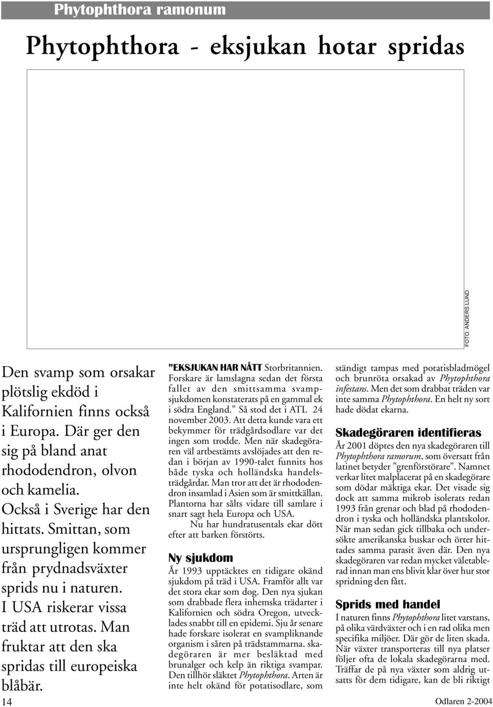 Man fruktar att den ska spridas till europeiska blåbär. EKSJUKAN HAR NÅTT Storbritannien.