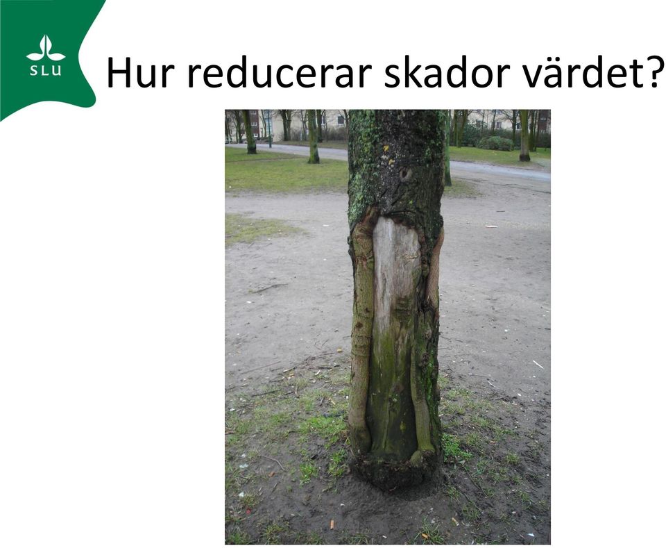 skador