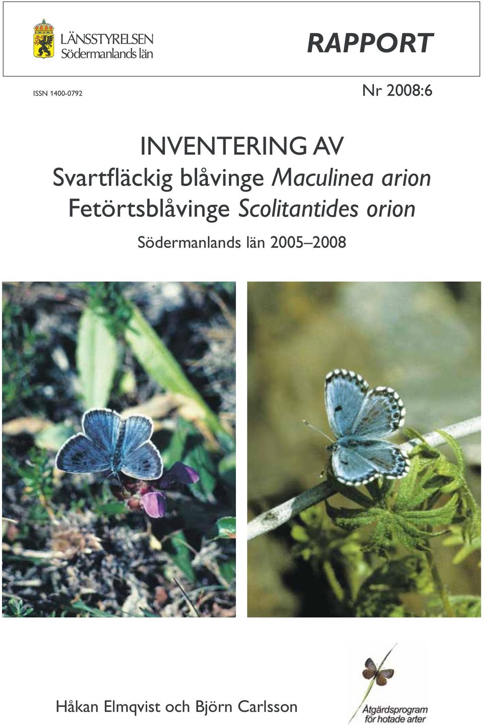 Fetörtsblåvinge Scolitantides orion