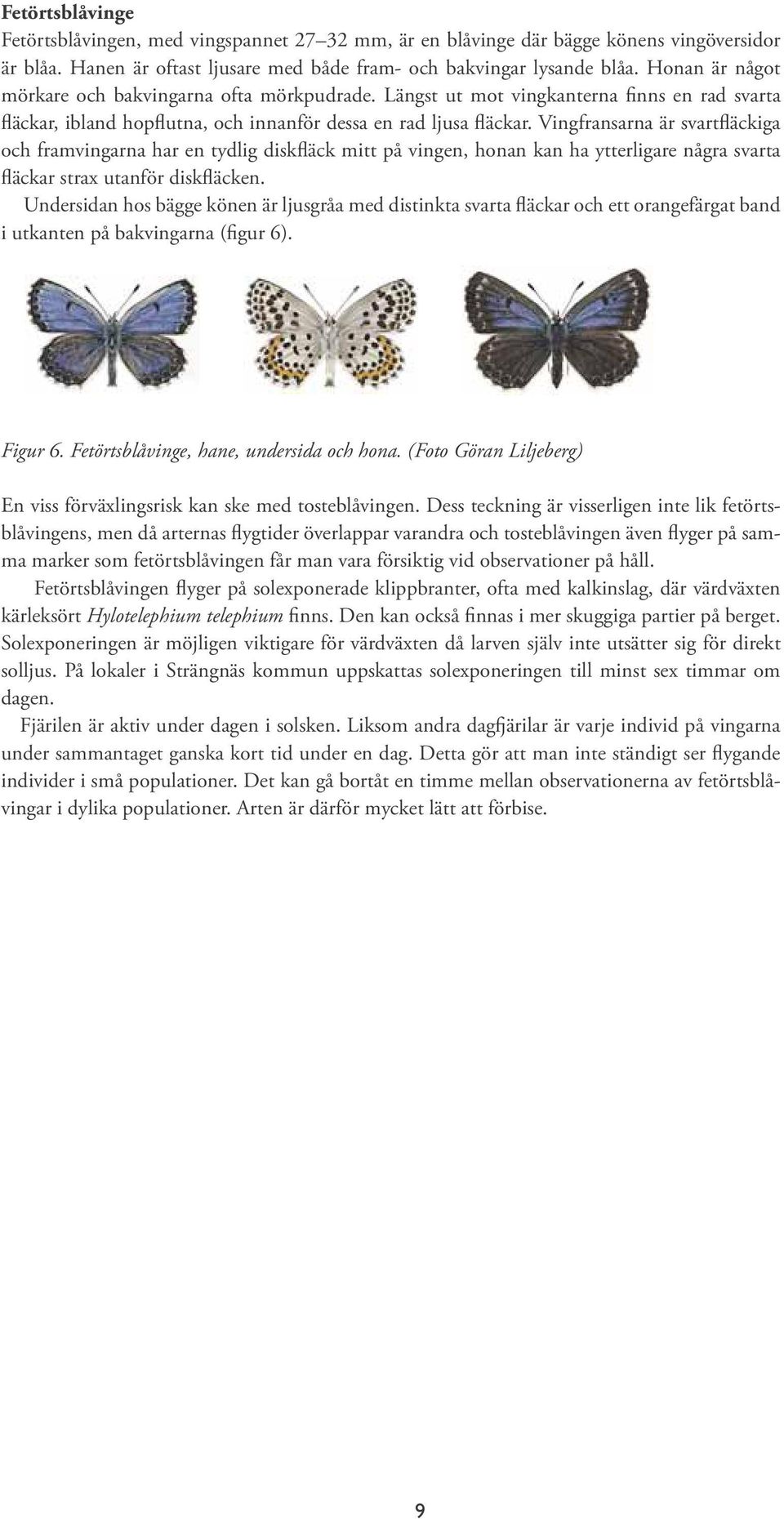 Vingfransarna är svartfläckiga och framvingarna har en tydlig diskfläck mitt på vingen, honan kan ha ytterligare några svarta fläckar strax utanför diskfläcken.