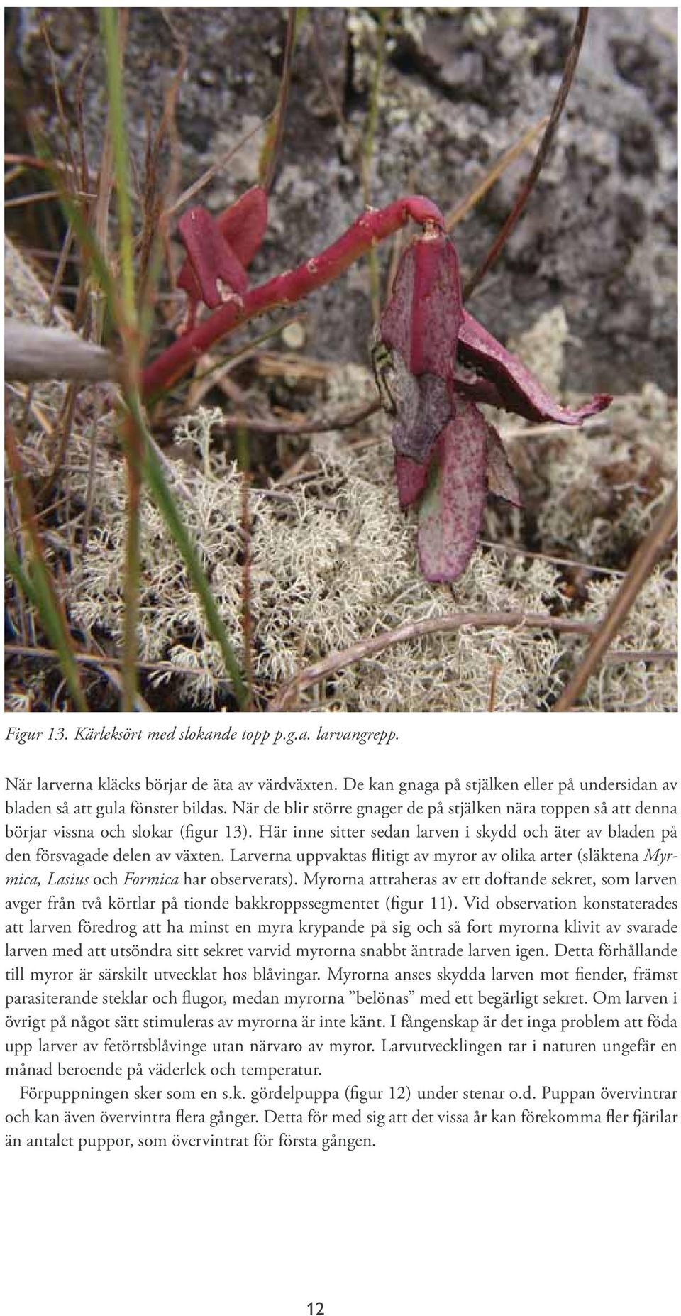 Larverna uppvaktas flitigt av myror av olika arter (släktena Myrmica, Lasius och Formica har observerats).