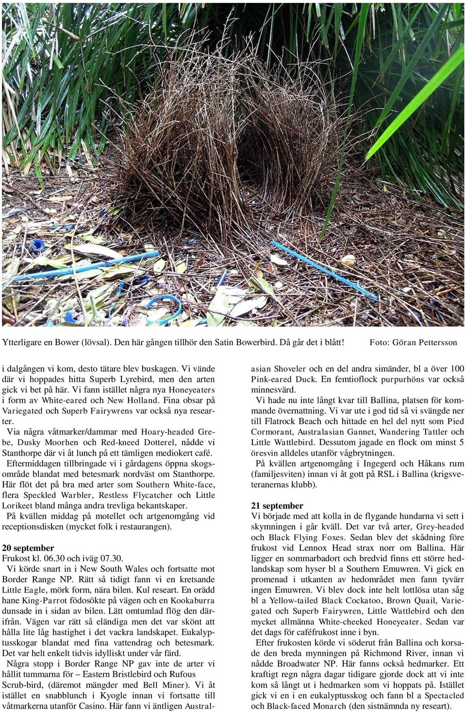 Fina obsar på Variegated och Superb Fairywrens var också nya researter.