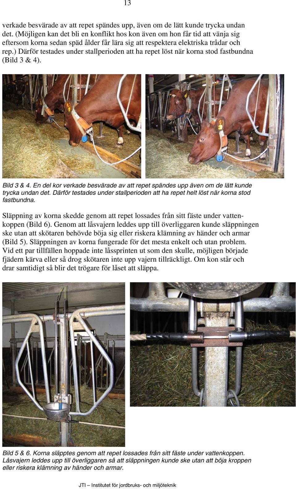 ) Därför testades under stallperioden att ha repet löst när korna stod fastbundna (Bild 3 & 4). Bild 3 & 4.