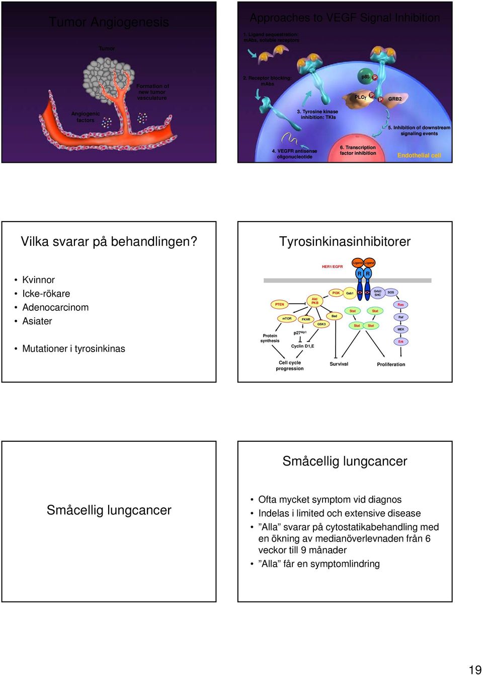 Transcription factor inhibition Endothelial cell Vilka svarar på behandlingen?