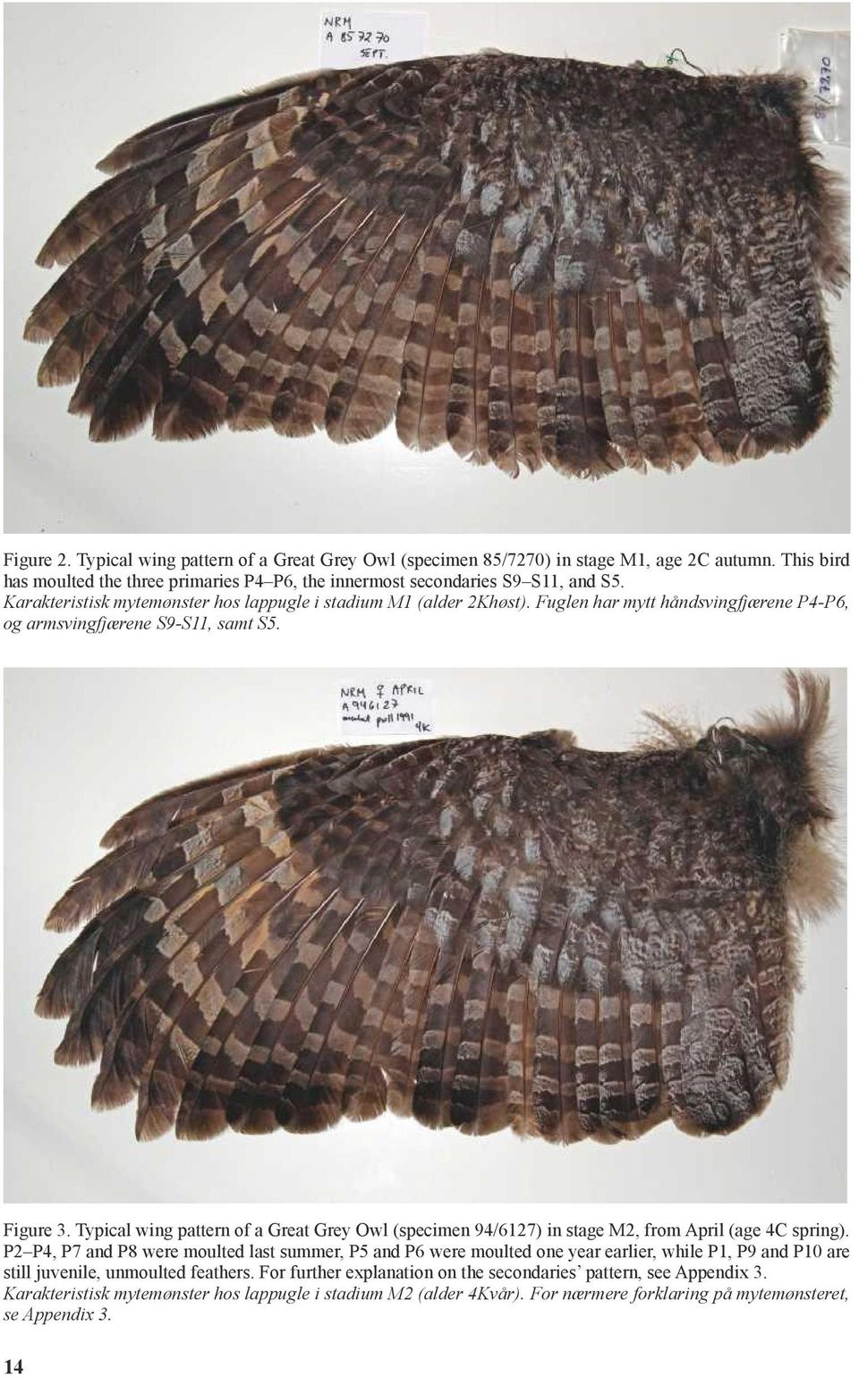 Typical wing pattern of a Great Grey Owl (specimen 94/6127) in stage M2, from April (age 4C spring).