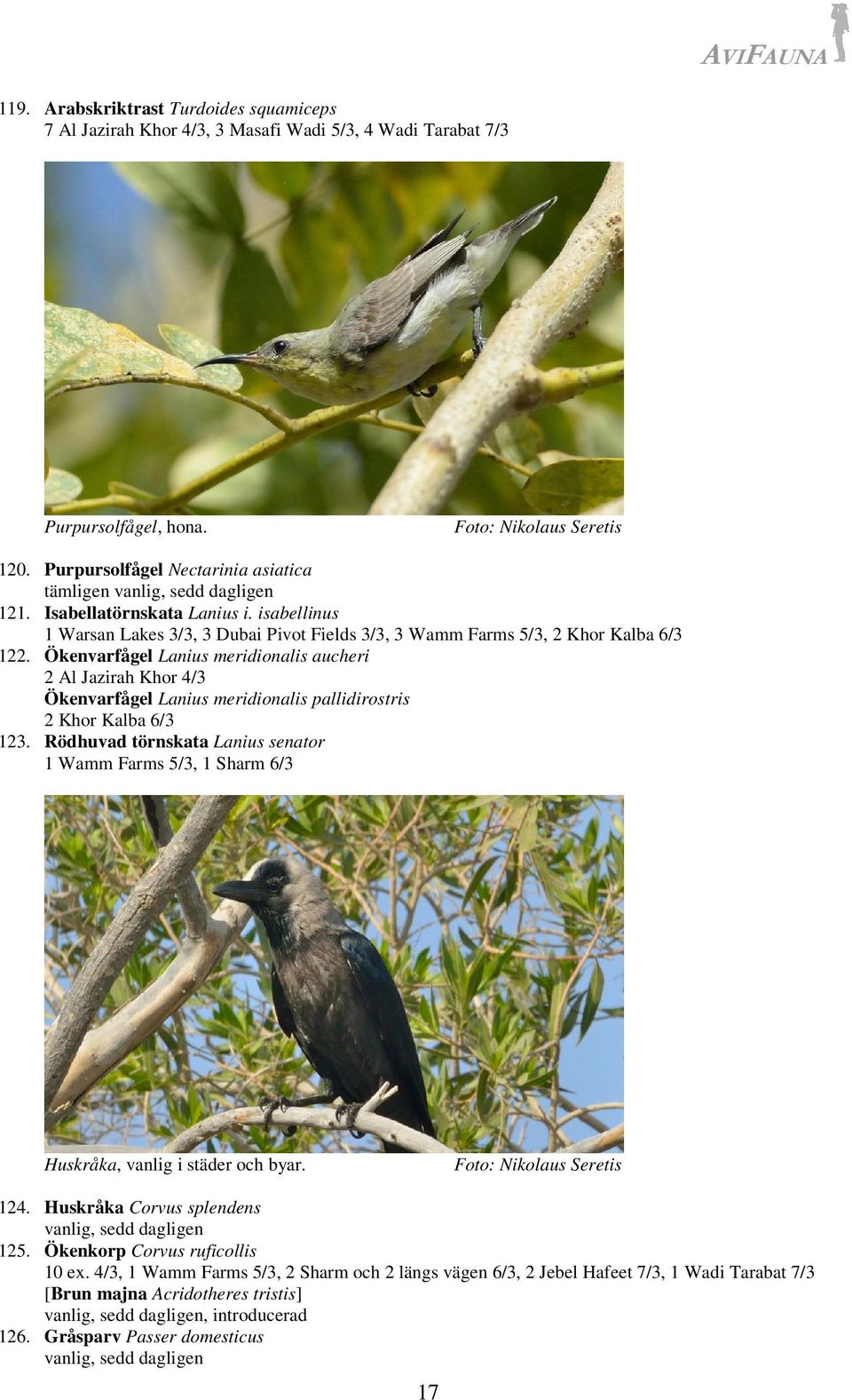 Ökenvarfågel Lanius meridionalis aucheri 2 Al Jazirah Khor 4/3 Ökenvarfågel Lanius meridionalis pallidirostris 2 Khor Kalba 6/3 123.