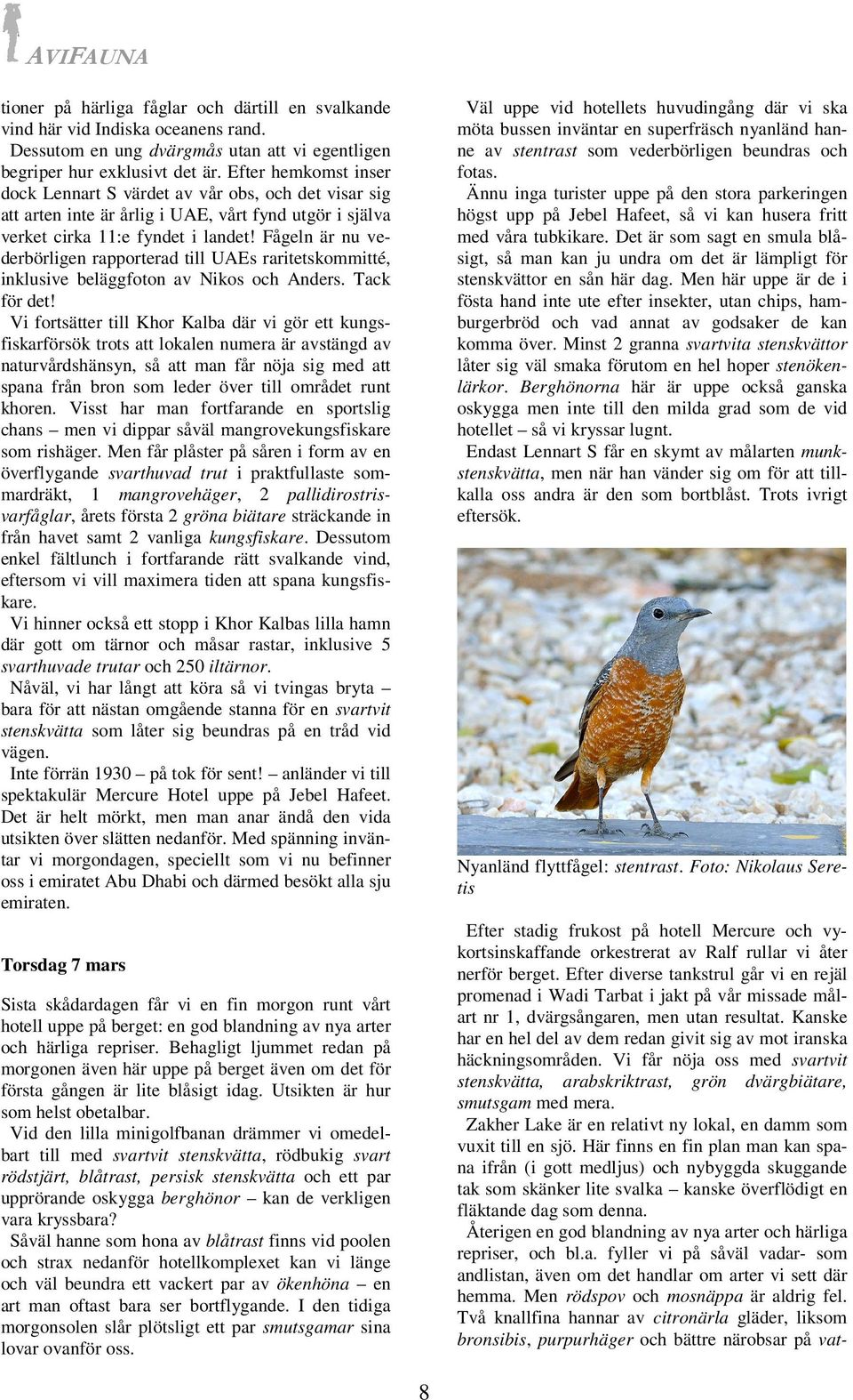 Fågeln är nu vederbörligen rapporterad till UAEs raritetskommitté, inklusive beläggfoton av Nikos och Anders. Tack för det!