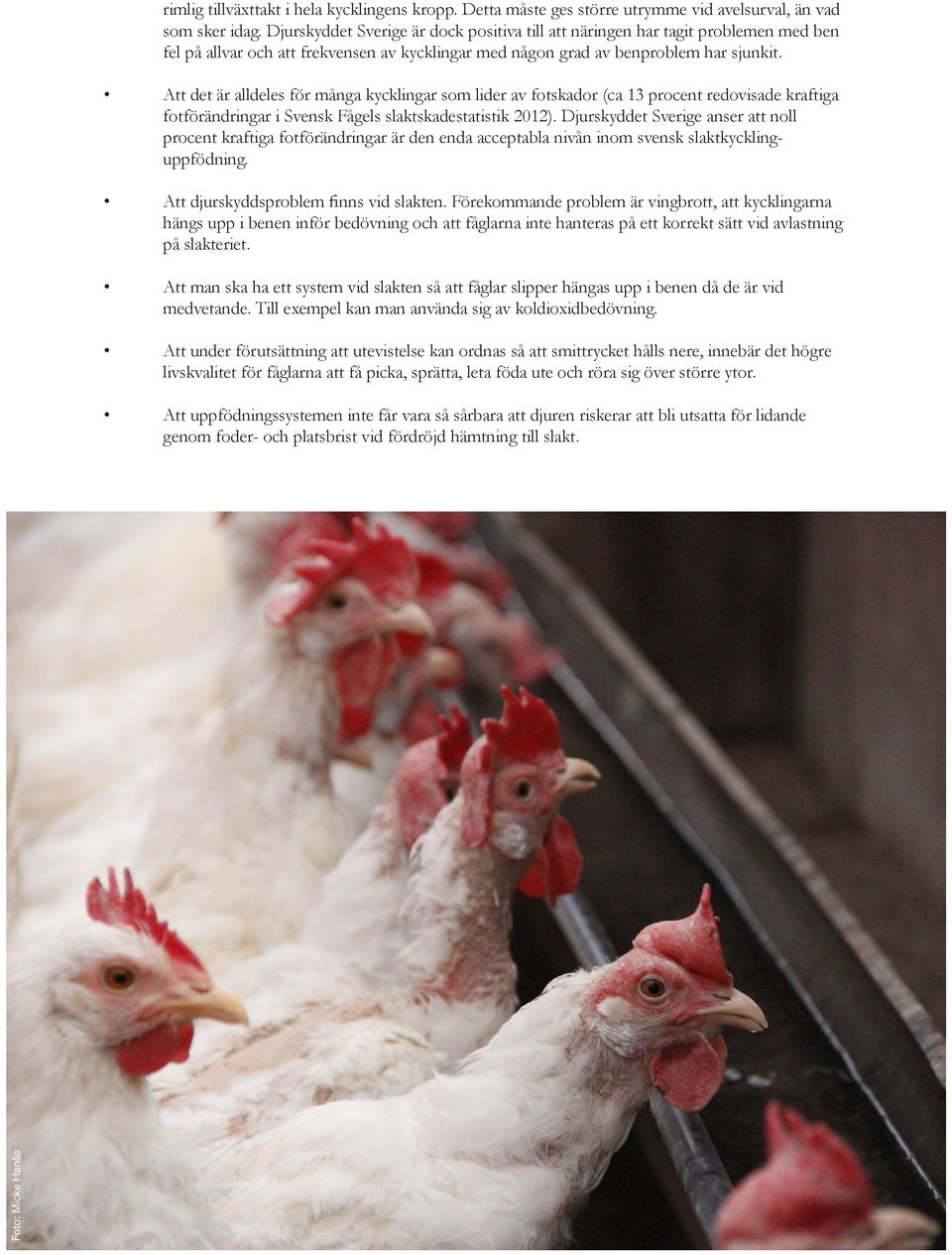 Att det är alldeles för många kycklingar som lider av fotskador (ca 13 procent redovisade kraftiga fotförändringar i Svensk Fågels slaktskadestatistik 2012).