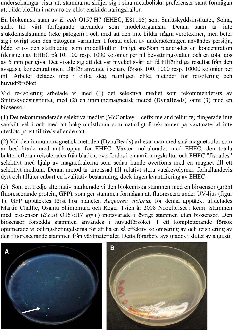 Denna stam är inte sjukdomsalstrande (icke patogen) i och med att den inte ildar några verotoxiner, men eter sig i övrigt som den patogena varianten.