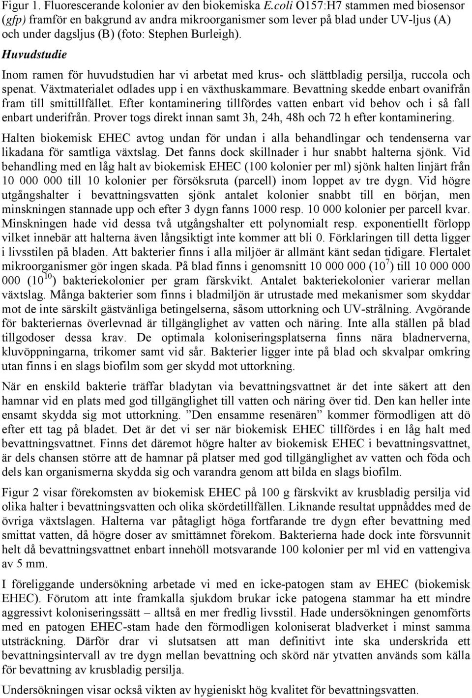 Huvudstudie Inom ramen för huvudstudien har vi aretat med krus- och slättladig persilja, ruccola och spenat. Växtmaterialet odlades upp i en växthuskammare.