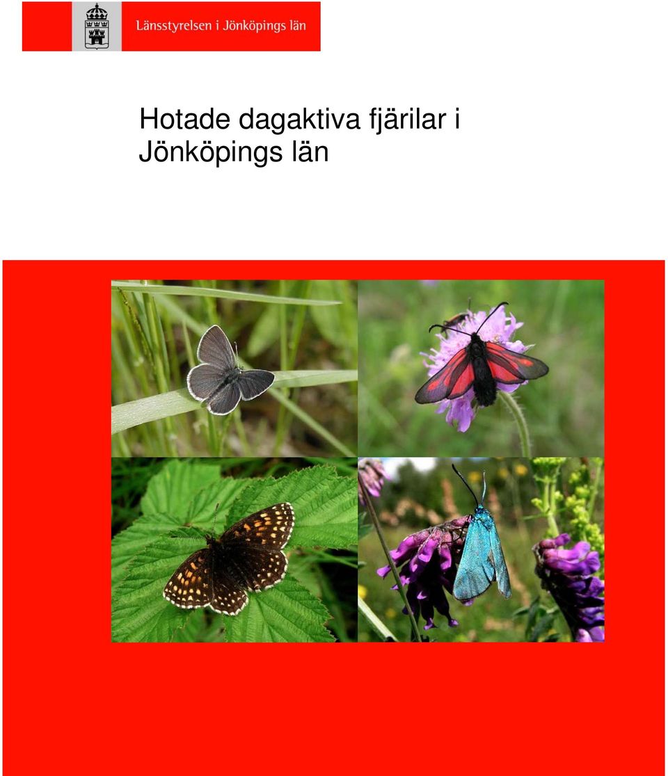 fjärilar i