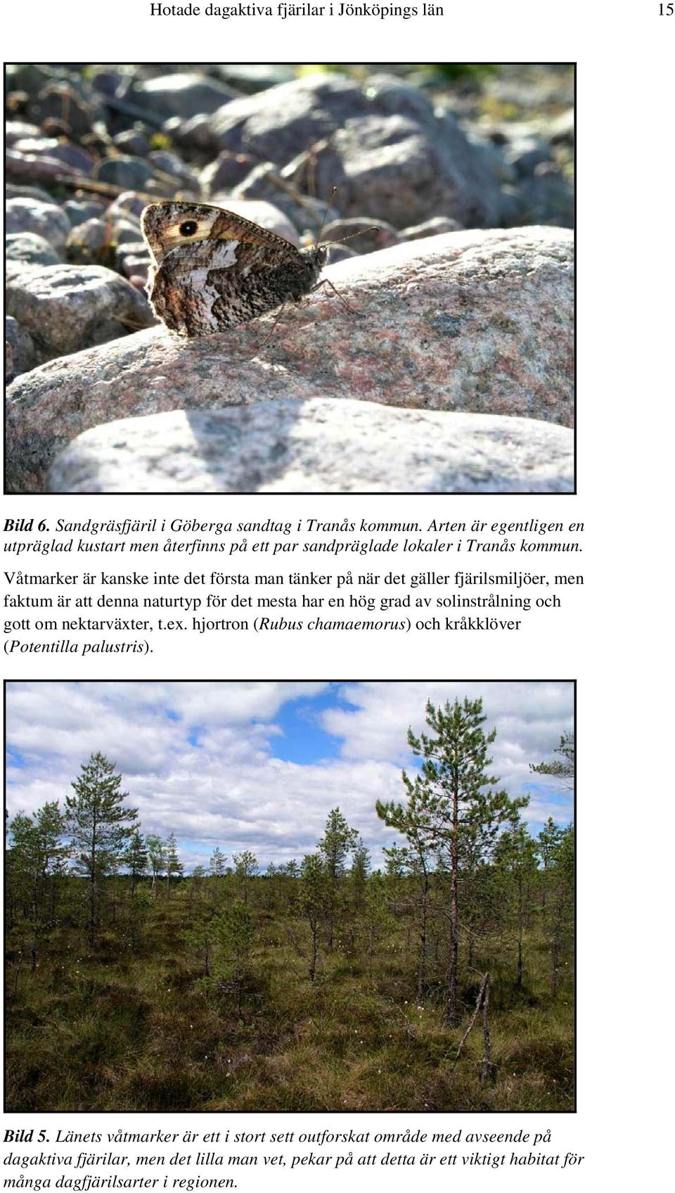 Våtmarker är kanske inte det första man tänker på när det gäller fjärilsmiljöer, men faktum är att denna naturtyp för det mesta har en hög grad av solinstrålning och