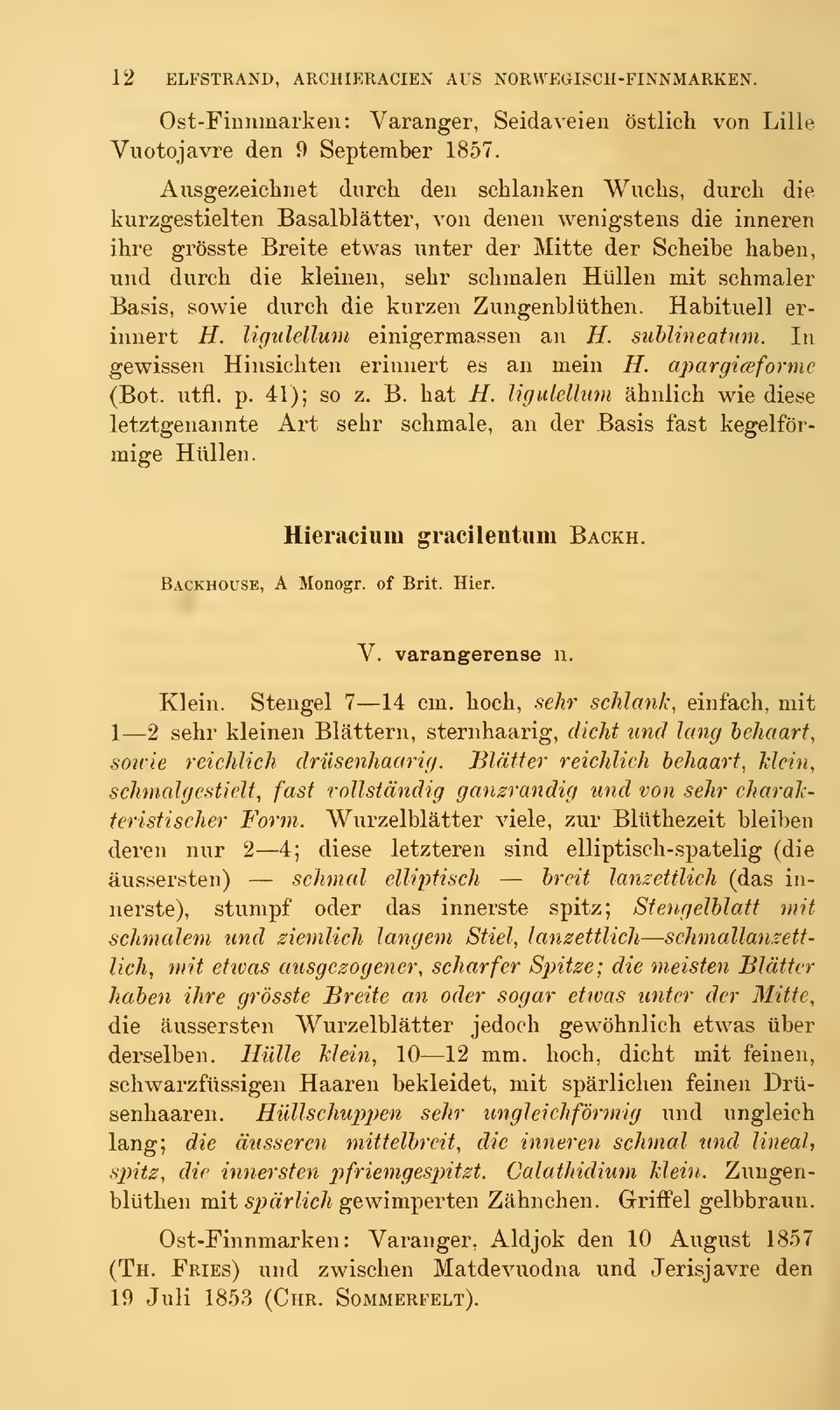 sehr schmalen Hullen mit schmaler Basis, sowie durch die kurzen Zungenbliithen. Habituell erinnert H. ligulellum einigerraassen an H. suhlineatnm. In gewissen Hinsichten erinnert es an mein H.