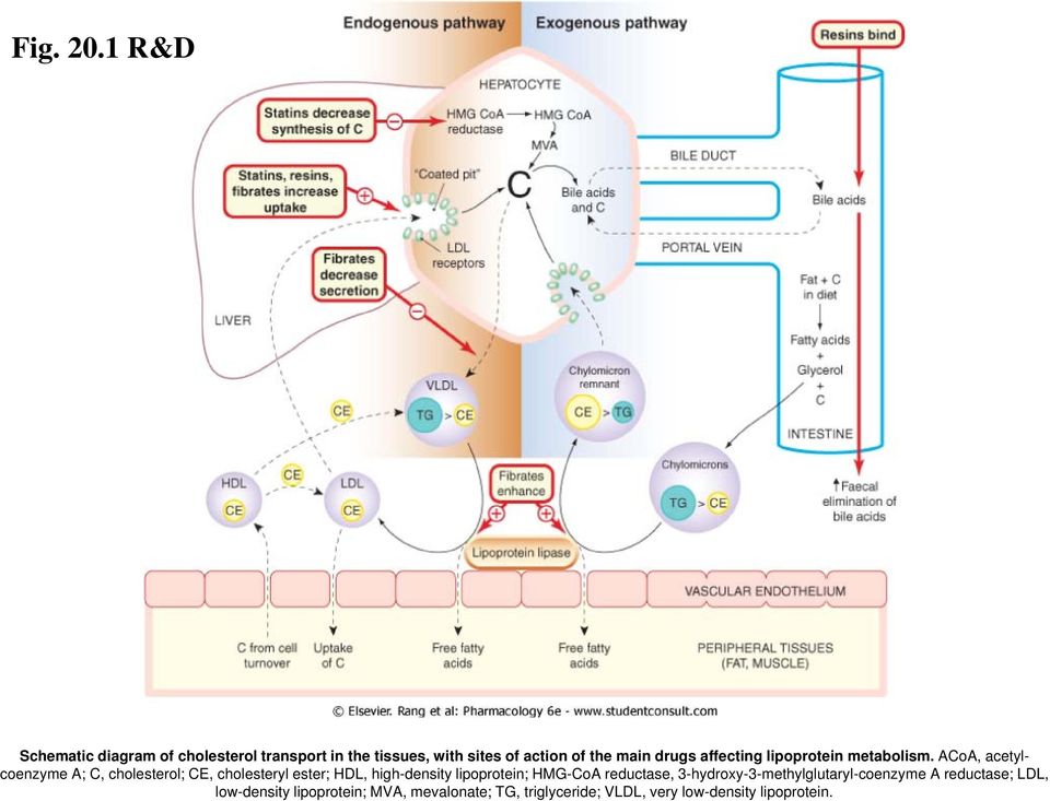 drugs affecting lipoprotein metabolism.