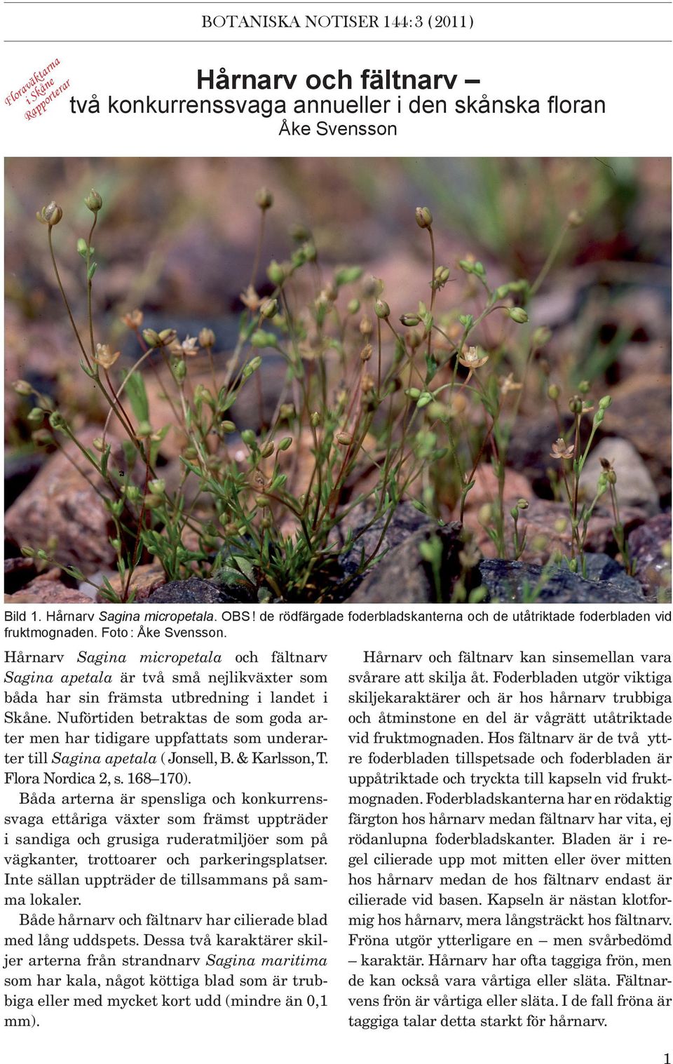 Hårnarv Sagina micropetala och fältnarv Sagina apetala är två små nejlikväxter som båda har sin främsta utbredning i landet i Skåne.