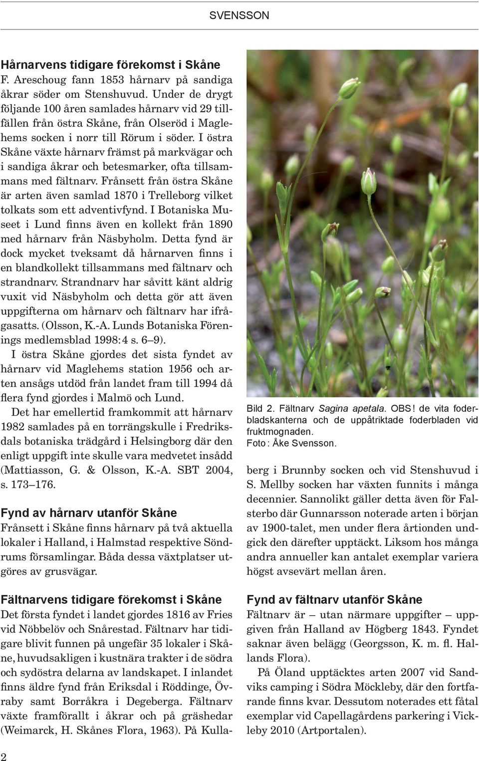 I östra Skåne växte hårnarv främst på markvägar och i sandiga åkrar och betesmarker, ofta tillsammans med fältnarv.