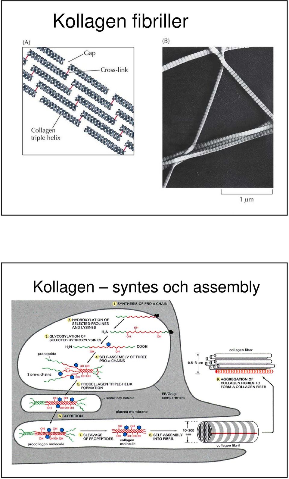 syntes och