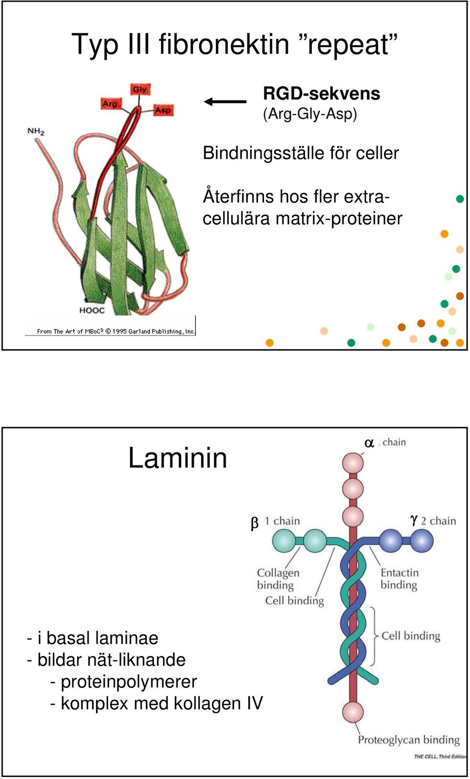 extracellulära matrix-proteiner Laminin α β γ - i basal