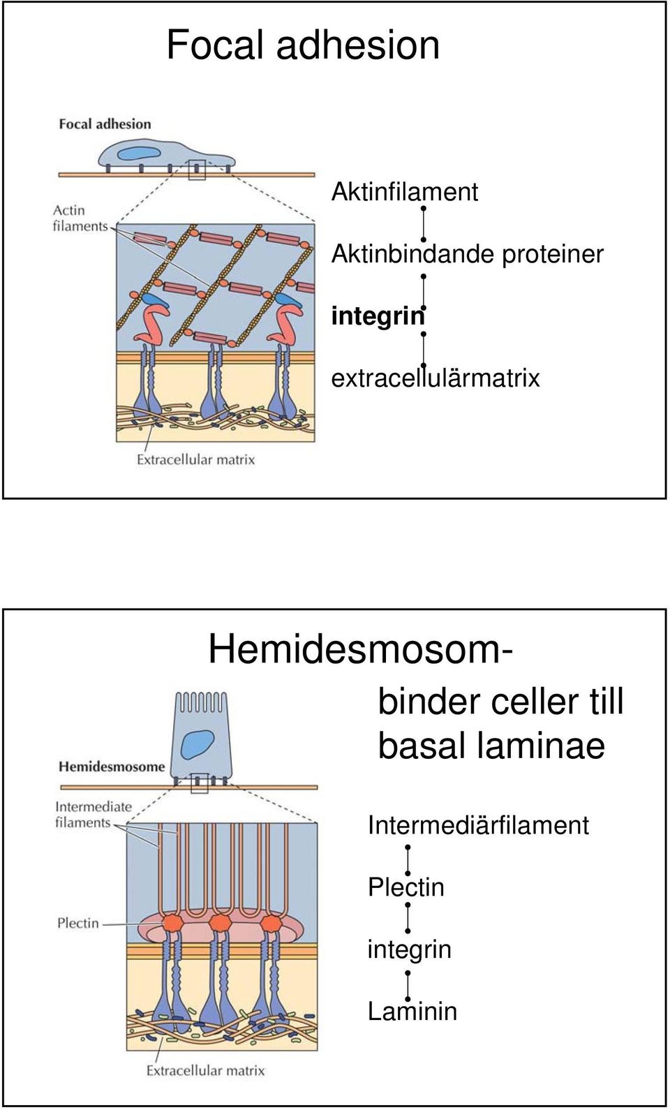 Hemidesmosom- binder celler till basal