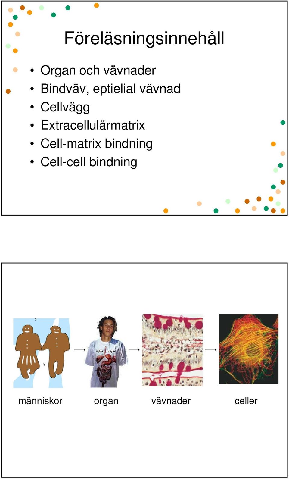 Extracellulärmatrix Cell-matrix bindning