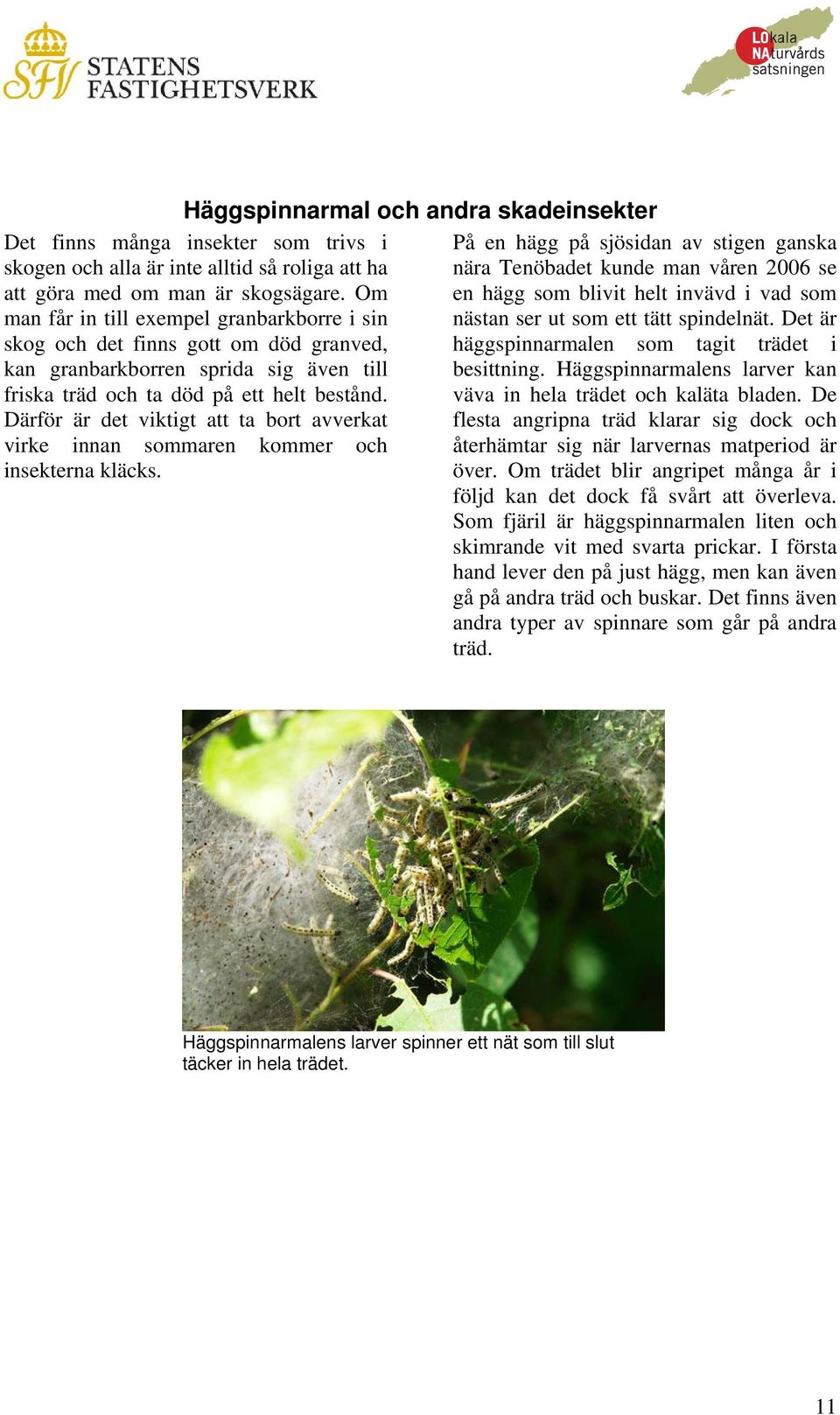 Därför är det viktigt att ta bort avverkat virke innan sommaren kommer och insekterna kläcks.