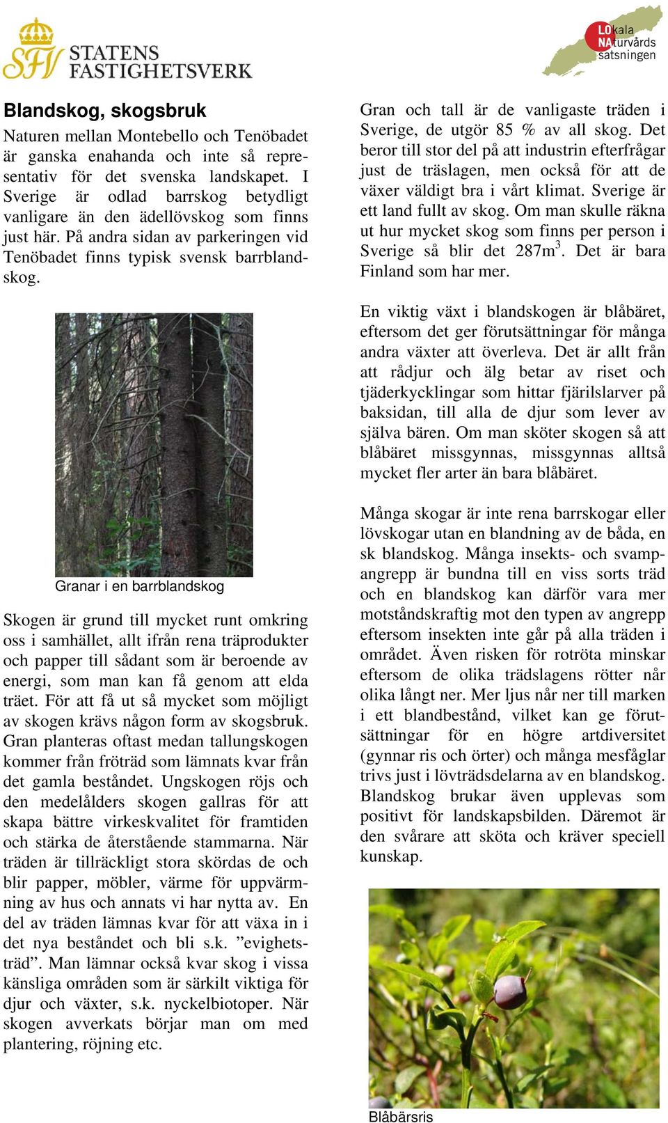 Gran och tall är de vanligaste träden i Sverige, de utgör 85 % av all skog.
