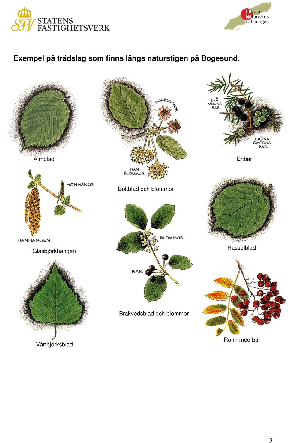 Almblad Enbär Bokblad och blommor