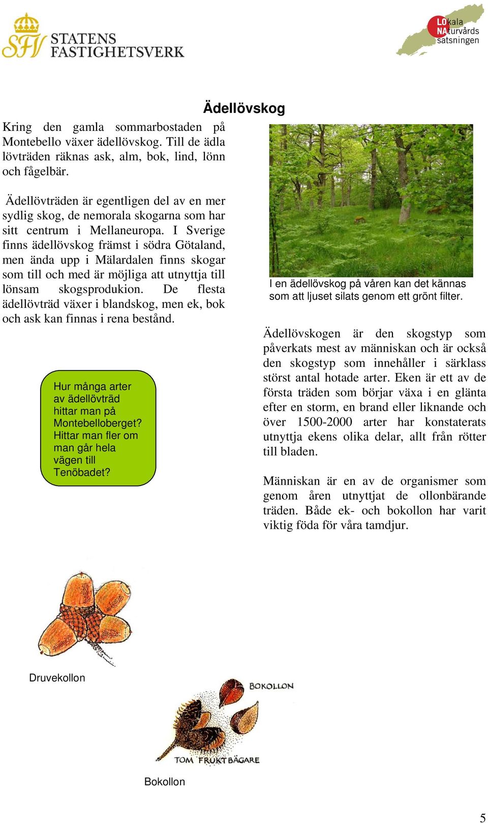 I Sverige finns ädellövskog främst i södra Götaland, men ända upp i Mälardalen finns skogar som till och med är möjliga att utnyttja till lönsam skogsprodukion.