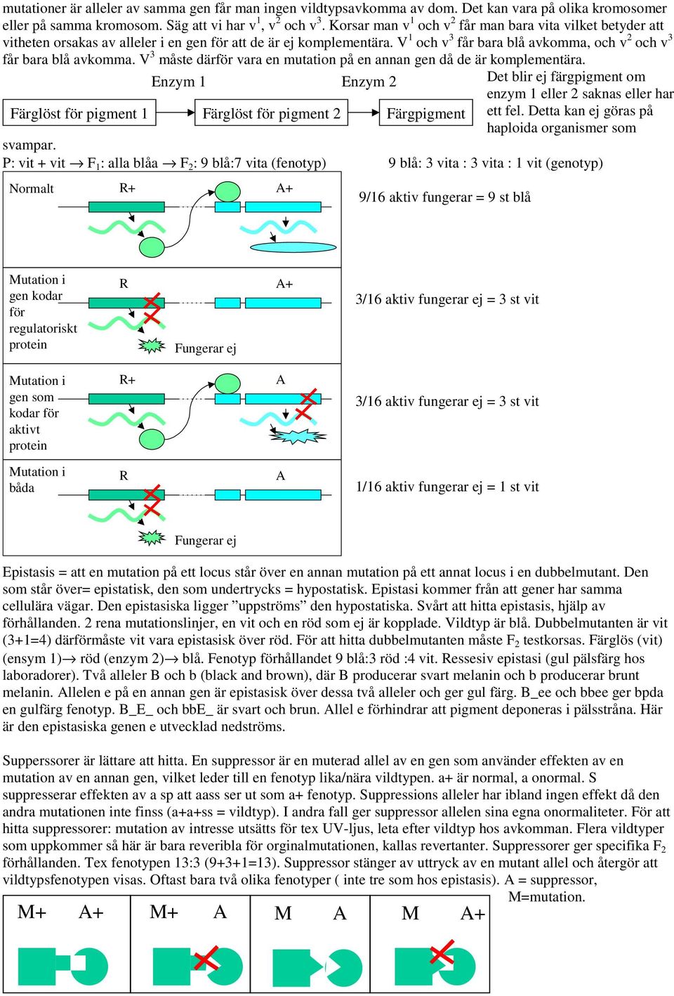 V 3 måste därför vara en mutation på en annan gen då de är komplementära. Färglöst för pigment 1 Färglöst för pigment 2 Färgpigment Det blir ej färgpigment om enzym 1 eller 2 saknas eller har ett fel.