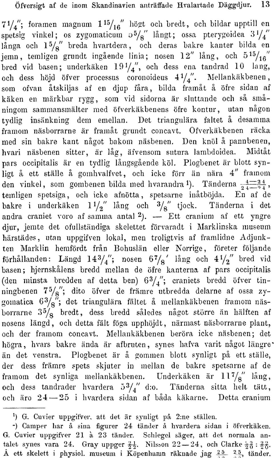 jemn temligen grundt ingäende linia; nosen 12" läng och S^Yig bred vid basen; underkäken 191/^" och dess ena tandrad 10 lang och dess höjd öfver processns coronoideus ^^jl' Mellankäkbenen som ofvan