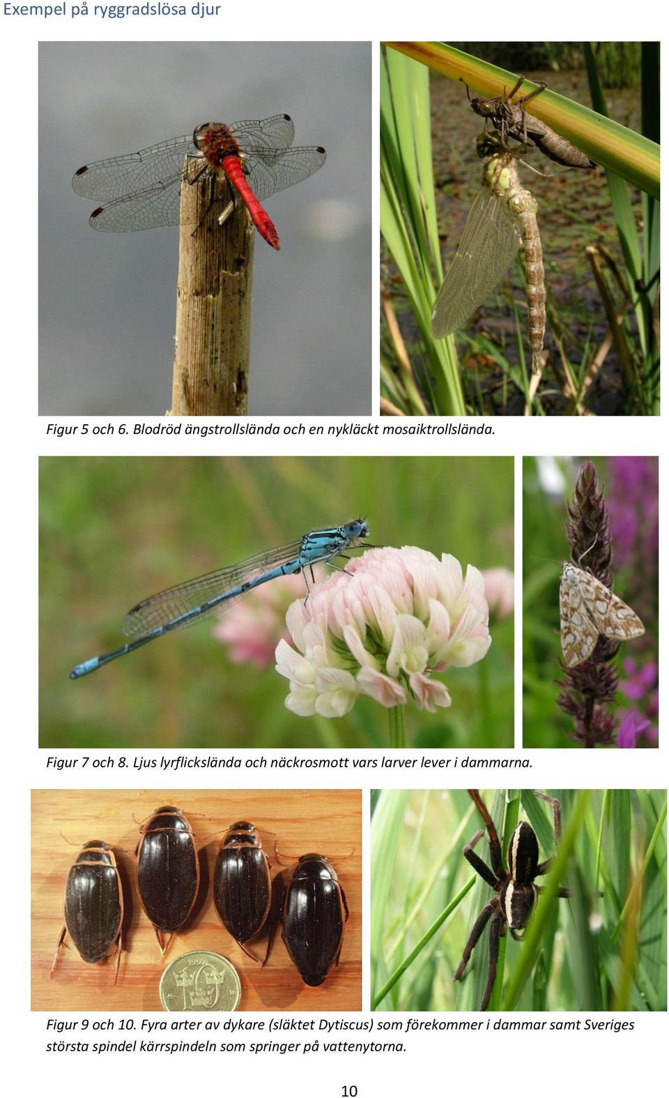 Ljus lyrflickslända och näckrosmott vars larver lever i dammarna. Figur 9 och 10.