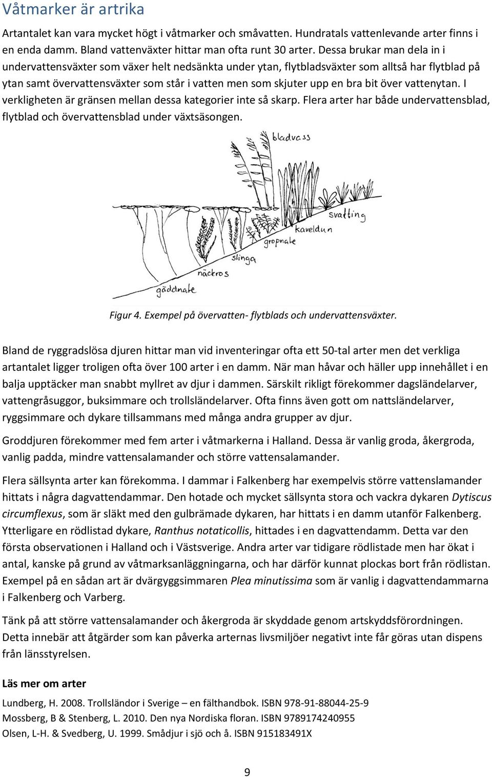 bit över vattenytan. I verkligheten är gränsen mellan dessa kategorier inte så skarp. Flera arter har både undervattensblad, flytblad och övervattensblad under växtsäsongen. Figur 4.