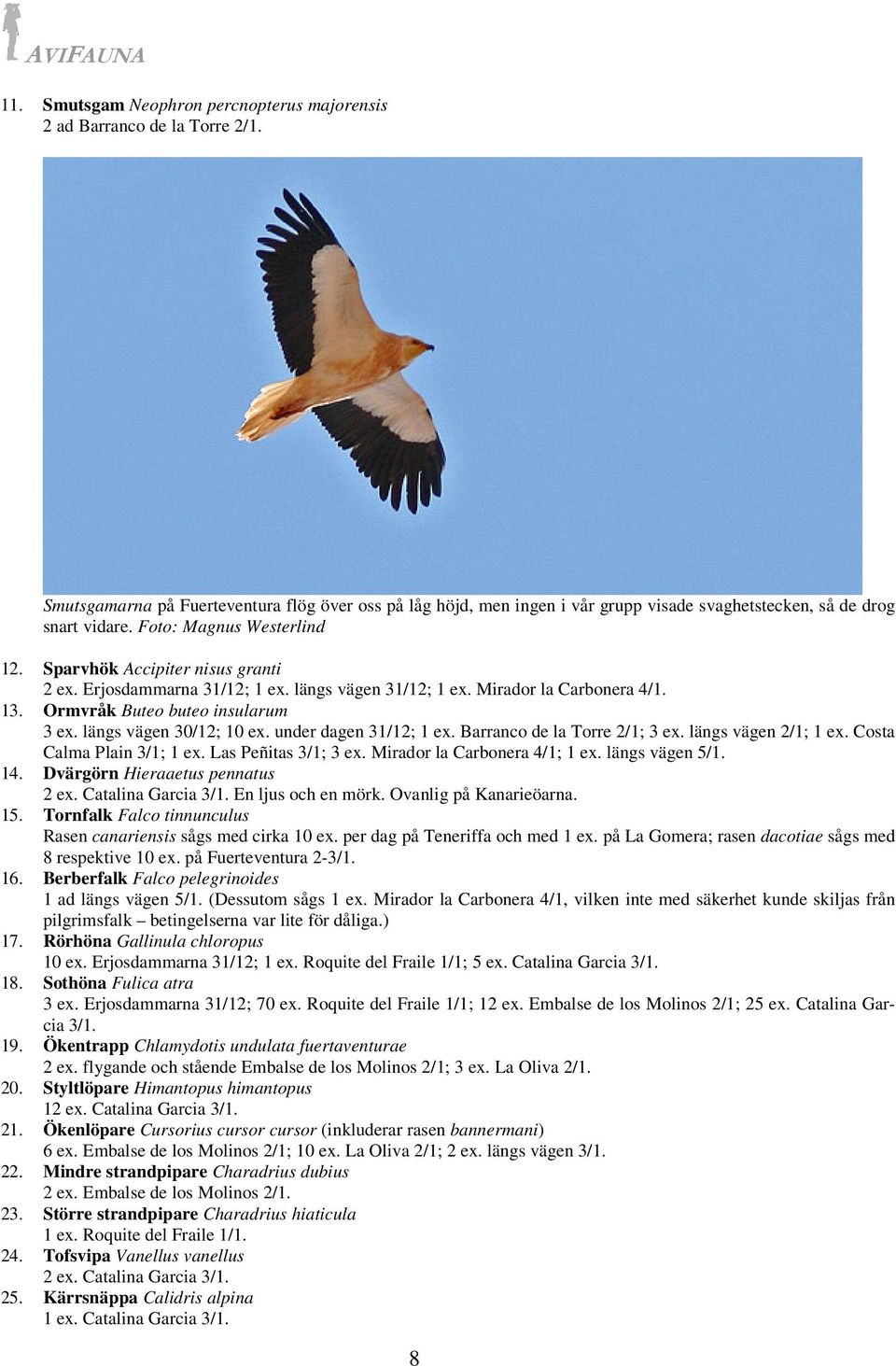 Erjosdammarna 31/12; 1 ex. längs vägen 31/12; 1 ex. Mirador la Carbonera 4/1. 13. Ormvråk Buteo buteo insularum 3 ex. längs vägen 30/12; 10 ex. under dagen 31/12; 1 ex. Barranco de la Torre 2/1; 3 ex.